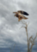 Bald Eagle with Sky by James Harris Photography