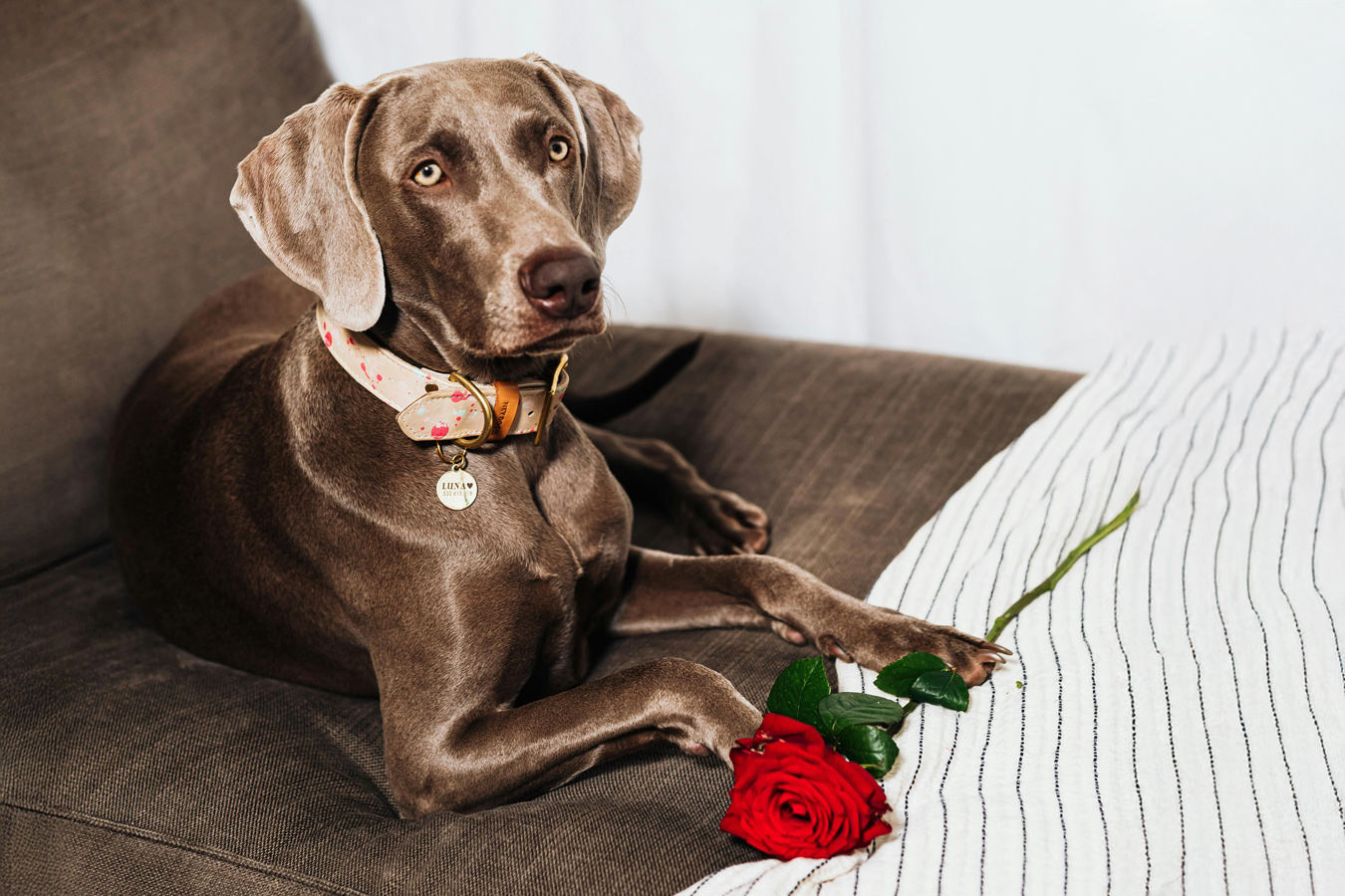 Valentine’s Day mini sessions for photographers: Pricing, ideas, and booking tips.